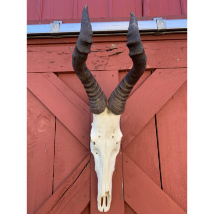 Sirise Real Hartebeest Antelope Skull - Chic Decora