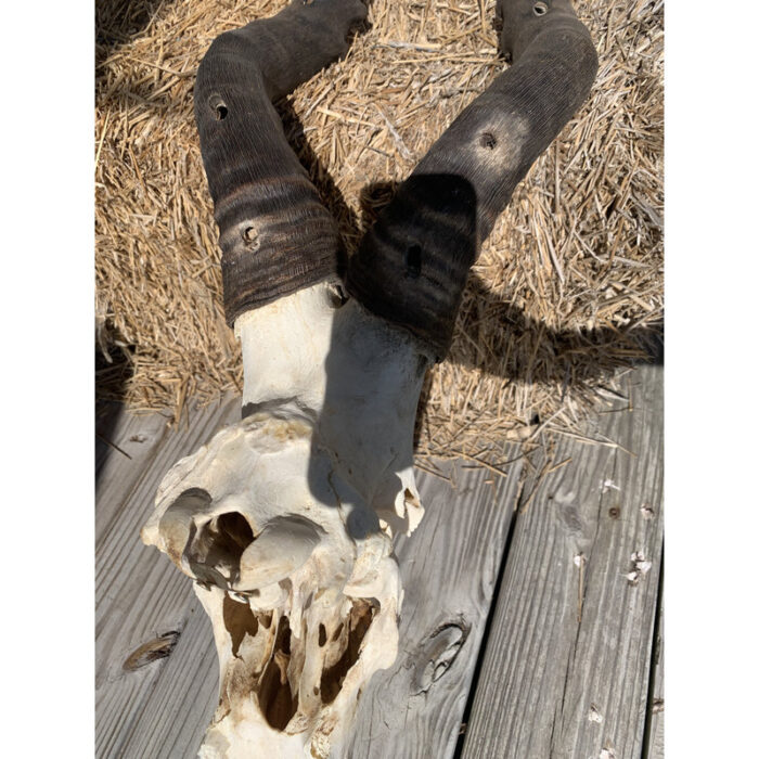 Sirise Real Hartebeest Antelope Skull - Chic Decora