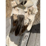 Sirise Real Hartebeest Antelope Skull - Chic Decora