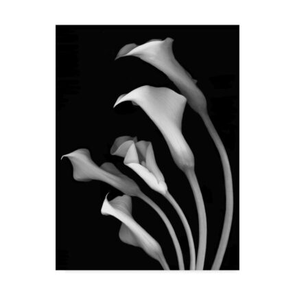 Susan S. Barmon ” Calla Lilies 3 Black And White “ - Chic Decora