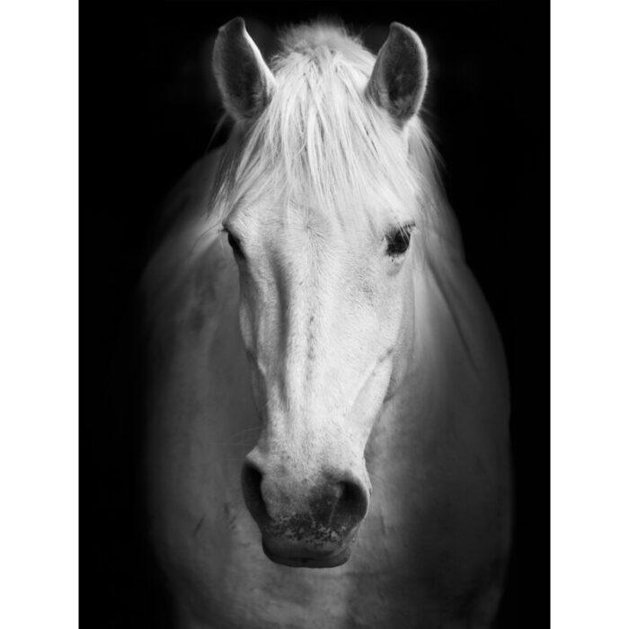 White Horse Face – Wrapped Canvas Photograph Print - Chic Decora