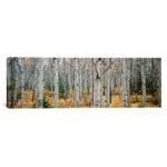 ” Aspen Trees In A Forest Alberta, Canada ” by Panoramic Images - Chic Decora