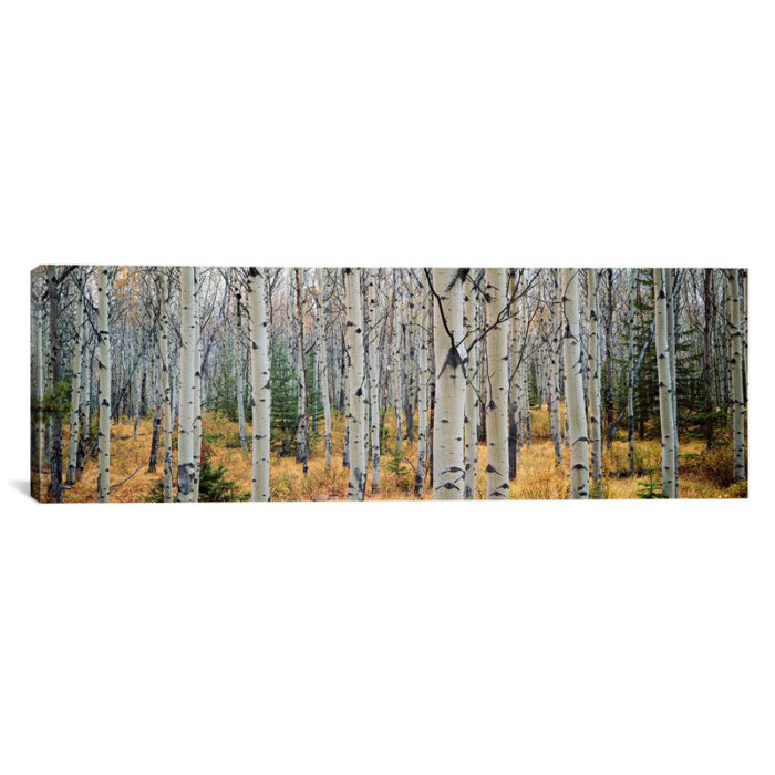 ” Aspen Trees In A Forest Alberta, Canada ” by Panoramic Images - Chic Decora