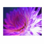 “Mod Dahlia” by Kathy Yates Photographic Print on Canvas - Chic Decora