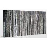 Sanna ” Birch Trees On White ” by Avery Tillmon - Chic Decora