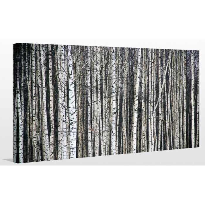 Sanna ” Birch Trees On White ” by Avery Tillmon - Chic Decora