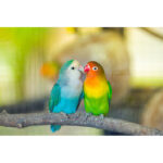 Mike Jones ” Rainbow Parrots ” by Mike Jones Photo - Chic Decora