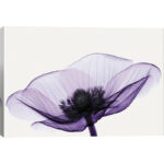 " Anemone II " by Robert Coop - Image 3