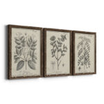 " Antique Black And White Botanical VII " 3 - Pieces - Image 4