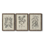 " Antique Black And White Botanical VII " 3 - Pieces - Image 5