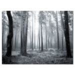 " Black And White Foggy Forest " - Image 2