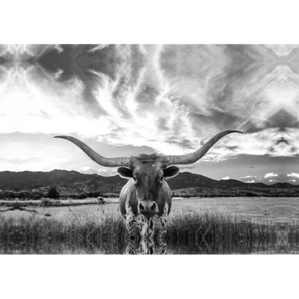 ” Black And White Longhorn Cow I “ - Chic Decora