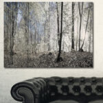 " Dark Morning In Forest Panorama " - Image 8