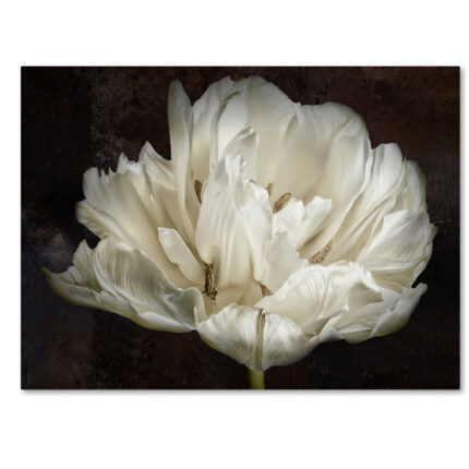 ” Double White Tulip ” by Cora Niele - Chic Decora