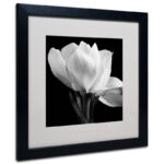 " Gardenia " by Michael Harrison - Image 2