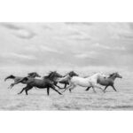 " Horse Run I " by PHBurchett