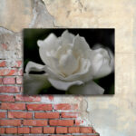 " Lovely Gardenia " by Kurt Shaffer - Image 3