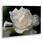 " Lovely Gardenia " by Kurt Shaffer - Image 4