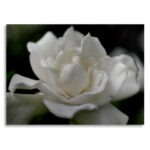 " Lovely Gardenia " by Kurt Shaffer - Image 5
