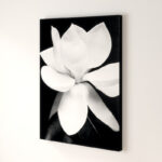 " Magnolia " by Michael Harrison - Image 7