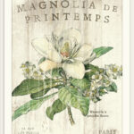 " Magnolia De Printemps " by Sue Schlabach