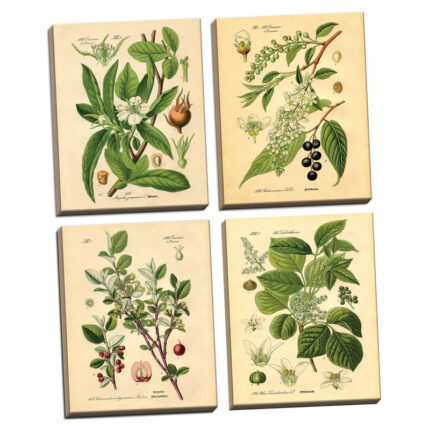” Popular Old-Fashioned Plant Botanical ” by N. Harbick 4 – Pieces - Chic Decora