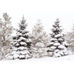 " Snowy Pine Trees " by Lori Deiter
