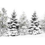 " Snowy Pine Trees " by Lori Deiter - Image 2