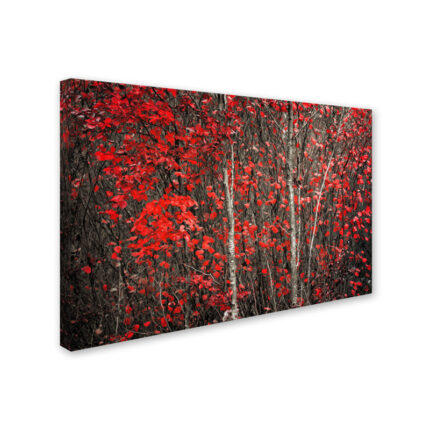 ” The Hush Before Winter ” by Philippe Sainte-Laudy - Chic Decora