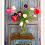 " Tulips, Mexico " by Alan Klug