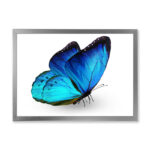" Vibrant Blue Butterfly " - Image 4
