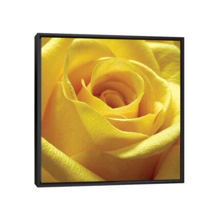 ” Yellow Rose ” by PhotoINC Studio - Chic Decora