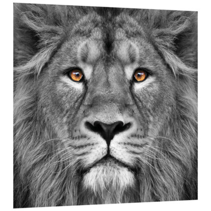 King of the Jungle Lion’ Glass Wall Art - Chic Decora