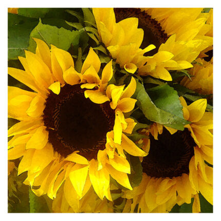 Sunflowers’ Photographic Print - Chic Decora