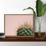 Bellville " Sylvie Cactus " by Emiko And Mark Franzen Of F2Images