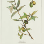Evy " Olive Leaf Botanical " 4 - Pieces - Image 6