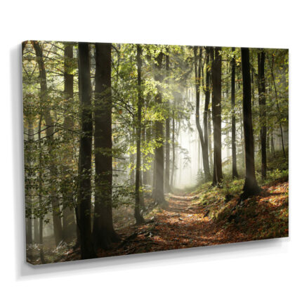 Green Fall Forest with Sun Rays – Forest Photograph Print - Chic Decora