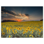 Hedy Sunflower Sunset With Cloudy Sky by Jeb Buchman - Image 8