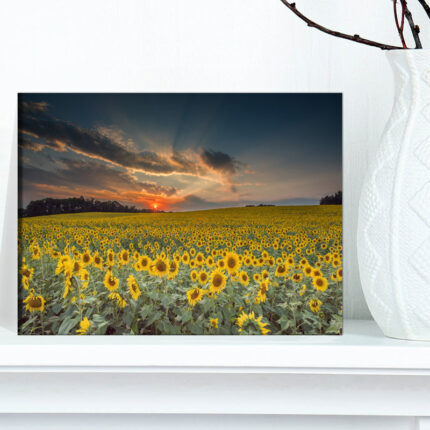 Hedy Sunflower Sunset With Cloudy Sky by Jeb Buchman - Chic Decora
