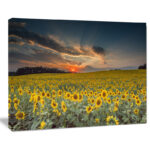 Hedy Sunflower Sunset With Cloudy Sky by Jeb Buchman - Image 2