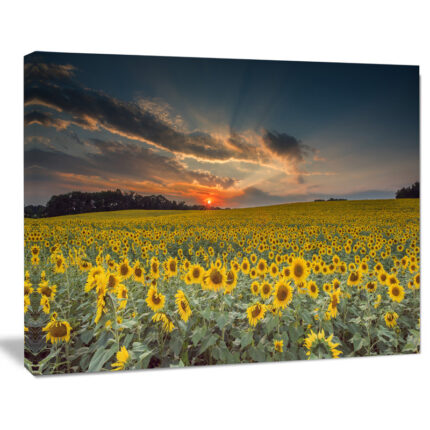 Hedy Sunflower Sunset With Cloudy Sky by Jeb Buchman - Chic Decora