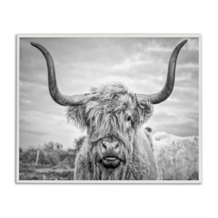 Highland Cow - Picture Frame Photograph Print on Canvas