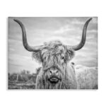 Highland Cow - Picture Frame Photograph Print on Canvas