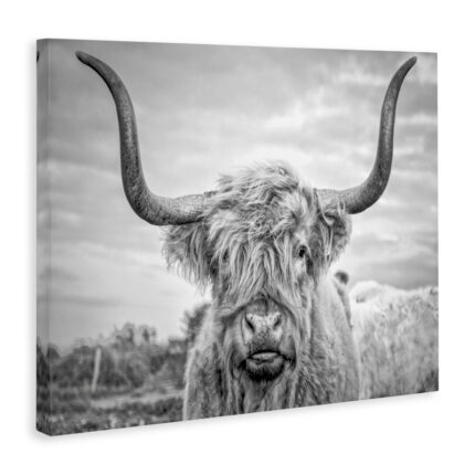 Highland Cow – Picture Frame Photograph Print on Canvas - Chic Decora