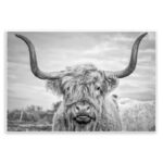 Highland Cow - Picture Frame Photograph Print on Canvas