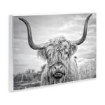 Highland Cow - Picture Frame Photograph Print on Canvas - Image 2