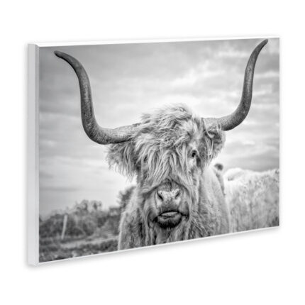 Highland Cow – Picture Frame Photograph Print on Canvas - Chic Decora