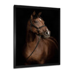 Horse Portrait - Animals Wall Art - Image 2