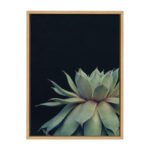 Jasera Succulent 8 by Emiko and Mark Franzen of F2Images Print on Canvas - Image 7