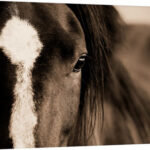 Kemani " Dark Eyes " by Lisa Dearing